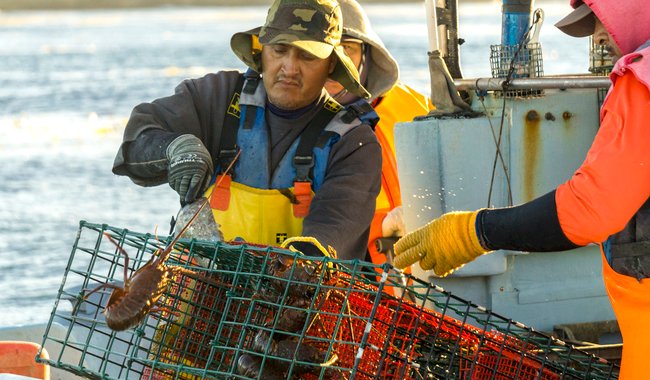 inician-periodos-de-veda