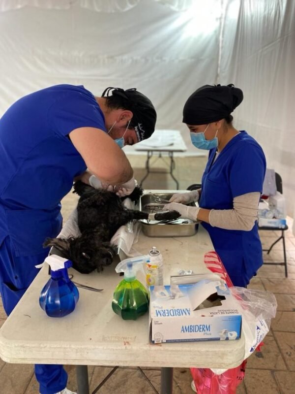 acude-con-tus-lomitos