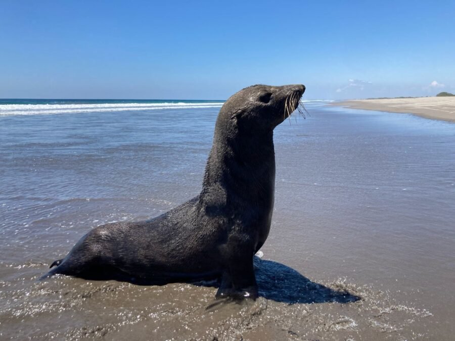 presencia-de-lobo-01